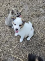 Pup l 💖 , a male Pomeranian and Pomsky for sale in Panama City, FL – 1 of 8
