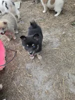 S'more , a male Pomeranian and Pomsky for sale in Panama City, FL – 7 of 10