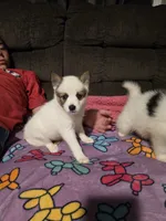 Pup b , a female Pomeranian and Pomsky for sale in Panama City, FL – 1 of 8