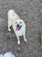 Prince , a male Pomeranian and Pomsky for sale in Panama City, FL – 8 of 9