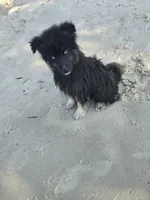 Gobin, a male Pomeranian and Pomsky for sale in Panama City, FL – 8 of 10