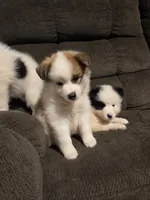 Male a, a male Pomeranian and Pomsky for sale in Panama City, FL – 10 of 10