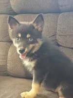 S'more , a male Pomeranian and Pomsky for sale in Panama City, FL – 1 of 10