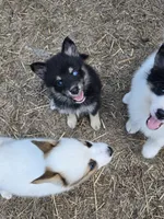S'more , a male Pomeranian and Pomsky for sale in Panama City, FL – 5 of 10