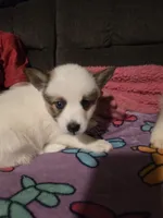 Pup b , a female Pomeranian and Pomsky for sale in Panama City, FL – 2 of 8