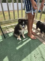 Echo , a male Pomeranian and Pomsky for sale in Panama City, FL – 9 of 9