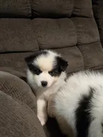 Pup d , a male Pomeranian and Pomsky for sale in Panama City, FL – 7 of 7