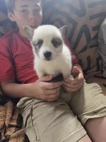 Pup b , a female Pomeranian and Pomsky for sale in Panama City, FL – 3 of 8