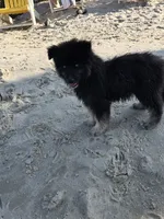 Gobin, a male Pomeranian and Pomsky for sale in Panama City, FL – 6 of 10