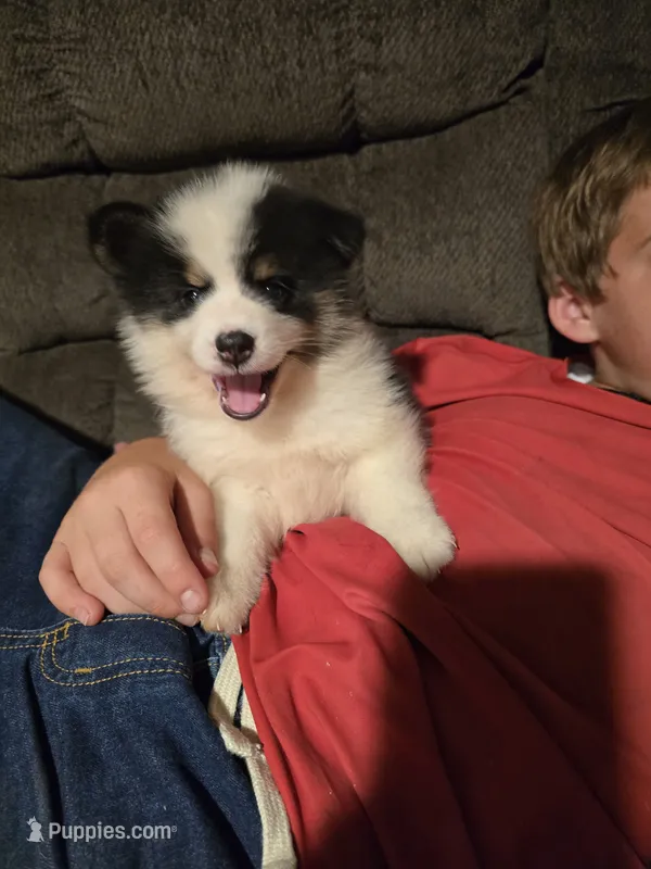 Fl . Gator  – Pomeranian, Pomsky puppy for sale in Panama City, FL