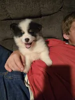 Pup a , a male Pomeranian and Pomsky for sale in Panama City, FL – 2 of 5