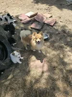 Prince , a male Pomeranian and Pomsky for sale in Panama City, FL – 7 of 9