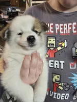 Male a, a male Pomeranian and Pomsky for sale in Panama City, FL – 2 of 10