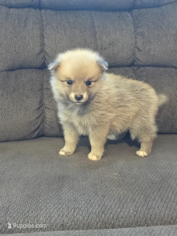 Ruby  – Pomeranian puppy for sale in Panama City, FL