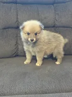 Ruby , a female Pomeranian for sale in Panama City, FL – 1 of 4