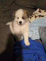 Male a, a male Pomeranian and Pomsky for sale in Panama City, FL – 6 of 10