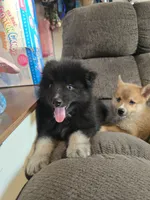 Gobin, a male Pomeranian and Pomsky for sale in Panama City, FL – 3 of 10