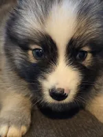 Boy g , a male Pomeranian and Pomsky for sale in Panama City, FL – 8 of 10