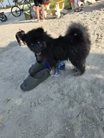 Gobin, a male Pomeranian and Pomsky for sale in Panama City, FL – 9 of 10