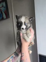 Boy g , a male Pomeranian and Pomsky for sale in Panama City, FL – 4 of 10