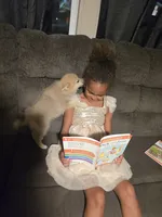 Ruby , a female Pomeranian for sale in Panama City, FL – 3 of 7