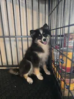 Echo , a male Pomeranian and Pomsky for sale in Panama City, FL – 8 of 9