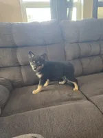 S'more , a male Pomeranian and Pomsky for sale in Panama City, FL – 4 of 10
