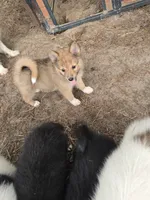 Dream, a female Pomeranian and Pomsky for sale in Panama City, FL – 3 of 7