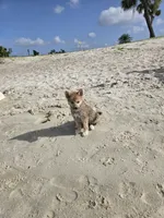 Soda pop , a female Pomeranian and Pomsky for sale in Panama City, FL – 6 of 10