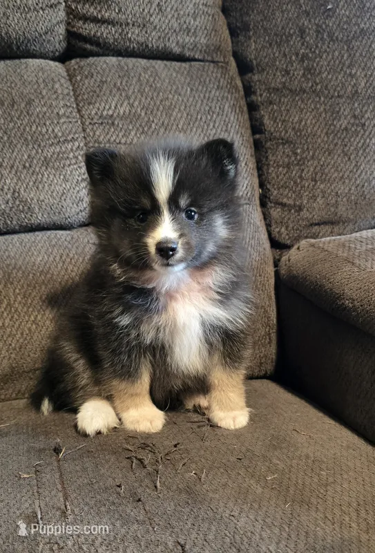 Echo  – Pomeranian, Pomsky puppy for sale in Panama City, FL