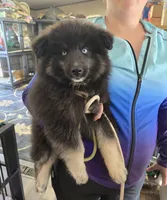 Gobin, a male Pomeranian and Pomsky for sale in Panama City, FL – 2 of 10