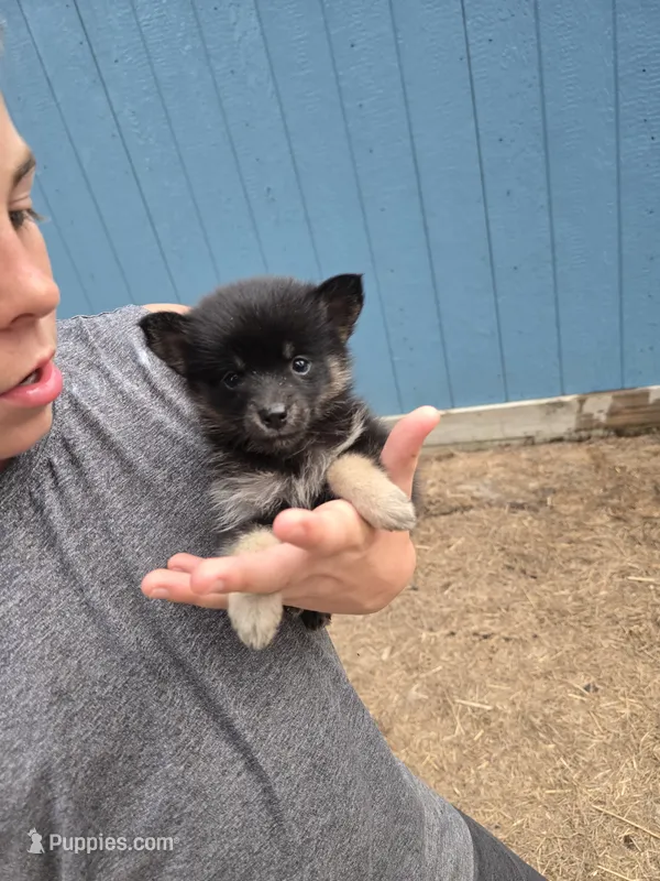 Angel  – Pomeranian, Pomsky puppy for sale in Panama City, FL