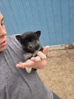Angel , a female Pomeranian and Pomsky for sale in Panama City, FL – 1 of 9