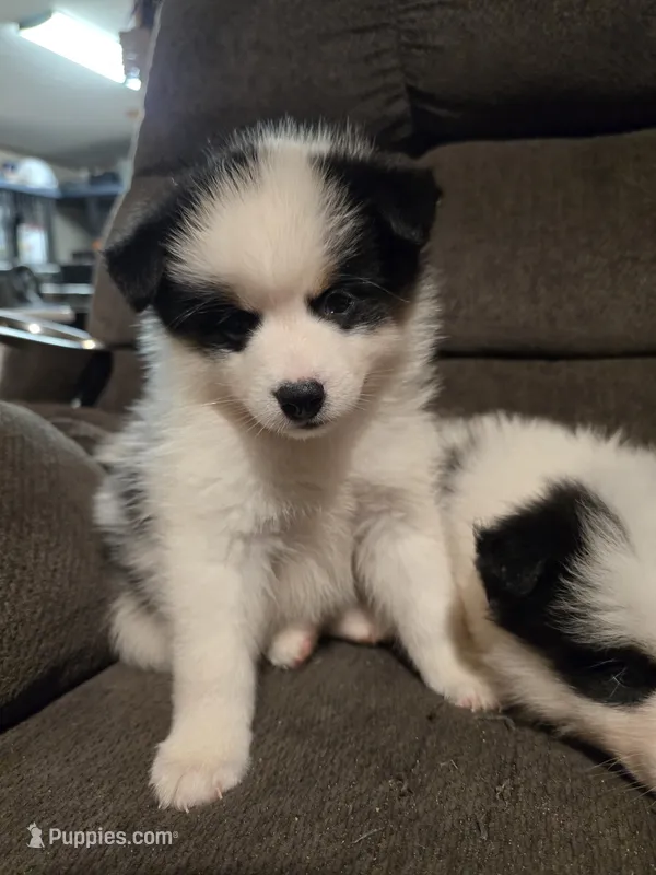 Pup d  – Pomeranian, Pomsky puppy for sale in Panama City, FL