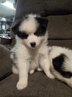 Pup d , a male Pomeranian and Pomsky for sale in Panama City, FL – 1 of 7