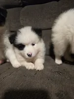 Pup c , a male Pomeranian and Pomsky for sale in Panama City, FL – 4 of 10