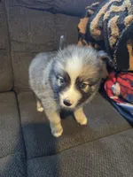 Bullet , a male Pomeranian for sale in Panama City, FL – 5 of 6
