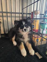 Echo , a male Pomeranian and Pomsky for sale in Panama City, FL – 2 of 9