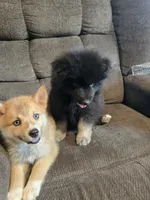 Soda pop , a female Pomeranian and Pomsky for sale in Panama City, FL – 8 of 10