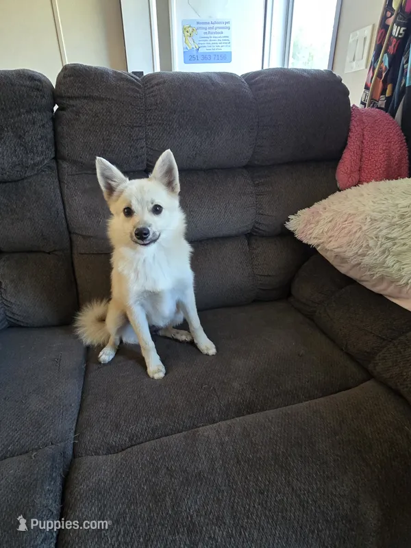 Sunflower 🌻  – Pomeranian, Pomsky puppy for sale in Panama City, FL