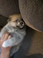 Ruby , a female Pomeranian for sale in Panama City, FL – 3 of 4