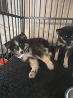 Echo , a male Pomeranian and Pomsky for sale in Panama City, FL – 7 of 9