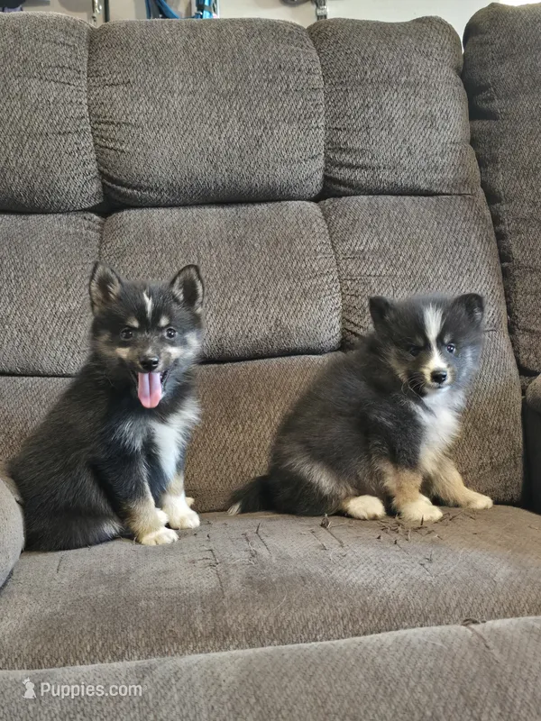Pop rocks  – Pomeranian, Pomsky puppy for sale in Panama City, FL