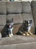Pop rocks , a female Pomeranian and Pomsky for sale in Panama City, FL – 1 of 5
