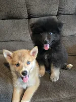 Gobin, a male Pomeranian and Pomsky for sale in Panama City, FL – 7 of 10