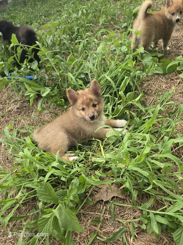 Dream – Pomeranian, Pomsky puppy for sale in Panama City, FL