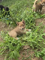 Dream, a female Pomeranian and Pomsky for sale in Panama City, FL – 1 of 7
