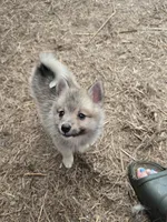 Tiny pomskys fox, a female Pomeranian and Pomsky for sale in Panama City, FL – 1 of 5