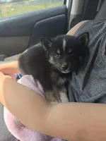 Toco , a male Pomeranian and Pomsky for sale in Panama City, FL – 1 of 4