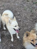 S'more , a male Pomeranian and Pomsky for sale in Panama City, FL – 8 of 10